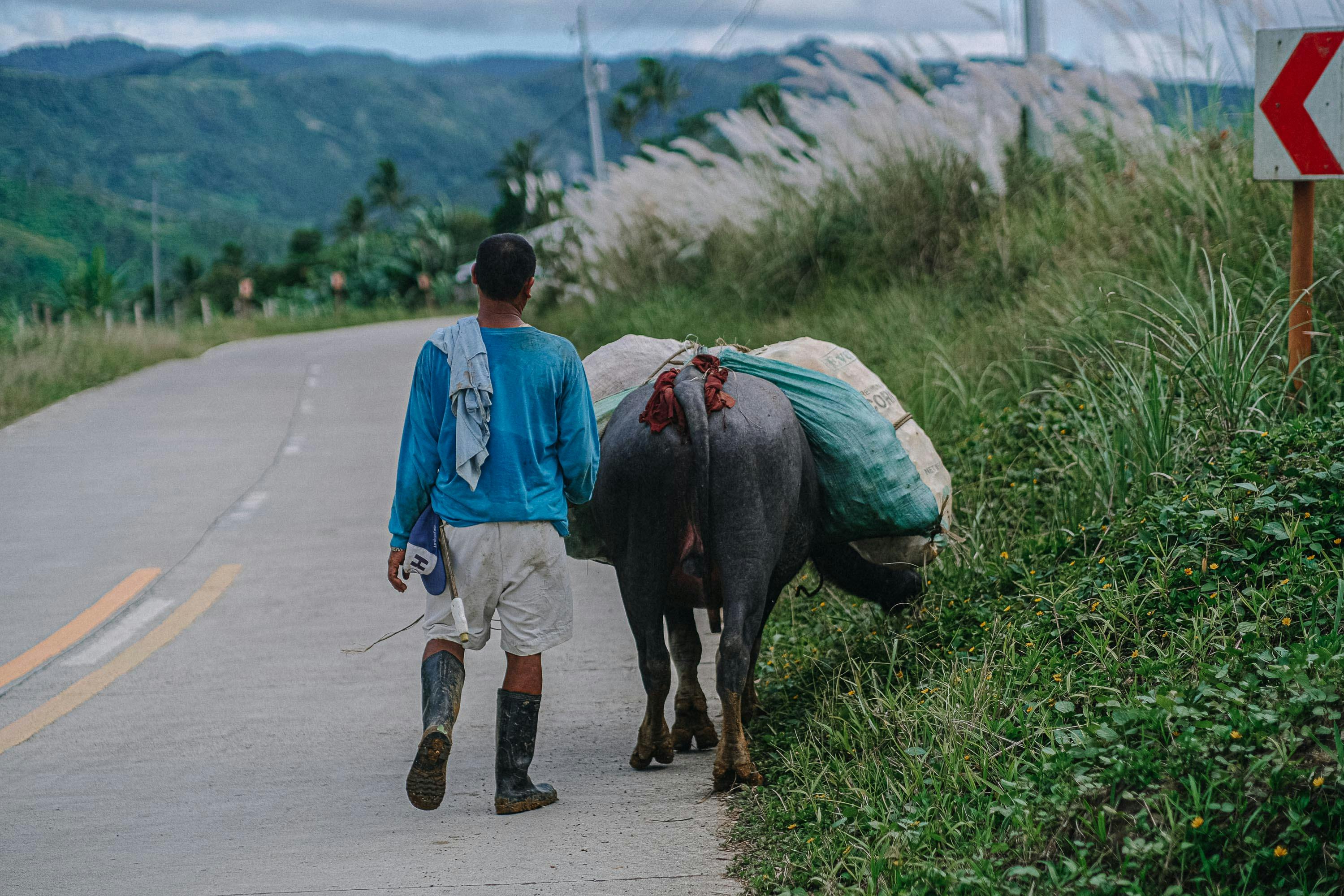 EllanaFarm pastures in Sariaya