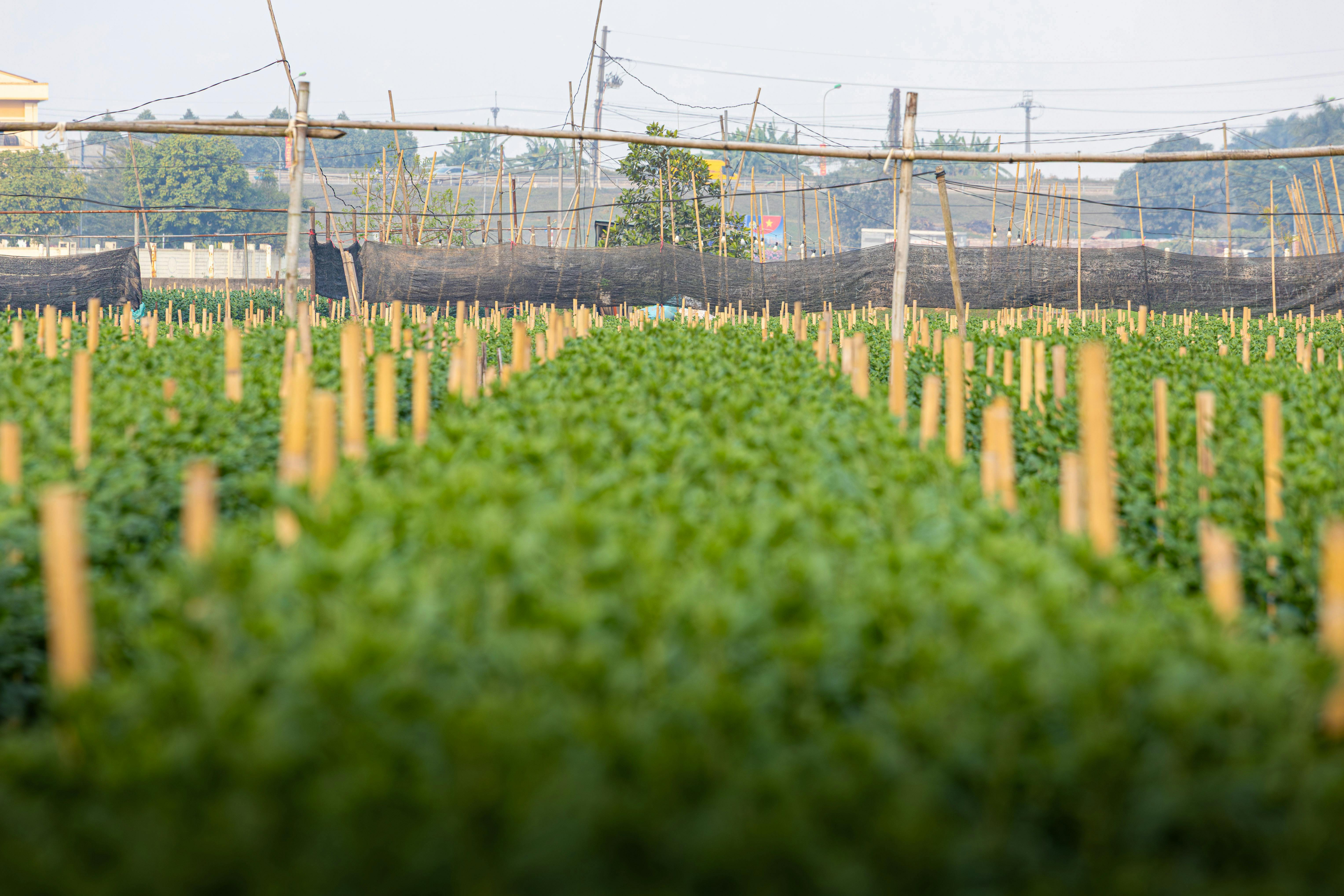 Farm workers at harvest